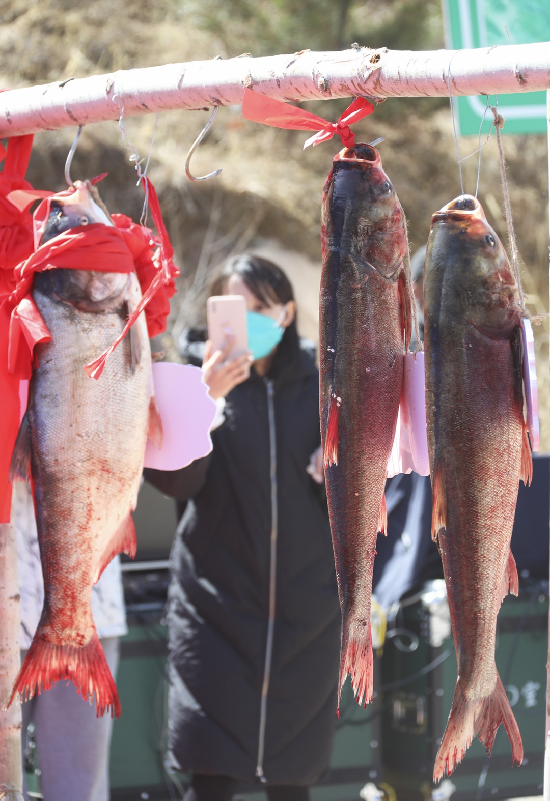 青山白河 鱼跃云州――赤城县云州水库生态鱼首届捕鱼节开幕 第5张