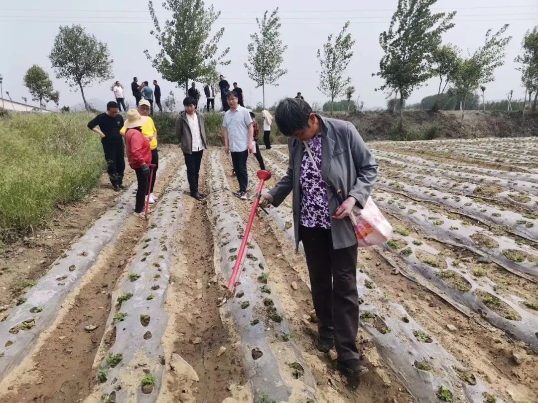 主产区今年花生种植如何，市场有什么新变化？↓↓↓看最新一线调研 第3张