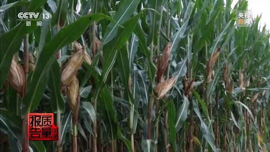 每周质量报告丨未定损就签字、没受灾也赔付 惠农保险理赔怎成一笔“糊涂账”? 第1张 每周质量报告丨未定损就签字、没受灾也赔付 惠农保险理赔怎成一笔“糊涂账”? 第1张